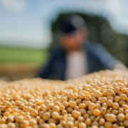 Winter Crop Seed