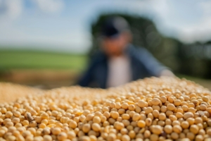 When to Lock in Winter Crop Seed in NSW and Queensland