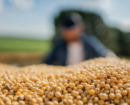 Winter Crop Seed