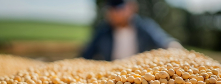 Winter Crop Seed
