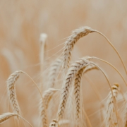 Barley