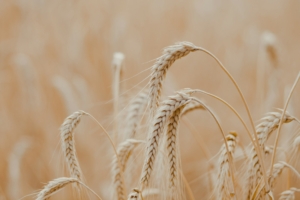 Understanding How Barley Acts as a Feed Grain in Winter