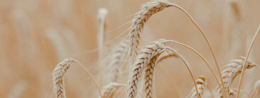 Barley