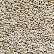 Barley Seed