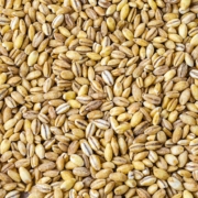 Grain
