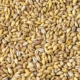 Grain
