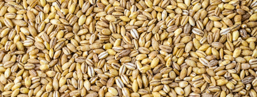 Grain