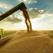 Wheat
