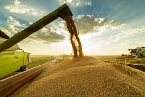 Tracking Wheat Growth From Seed to Sprout in Aussie Winters