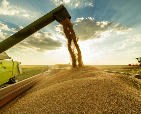 Wheat