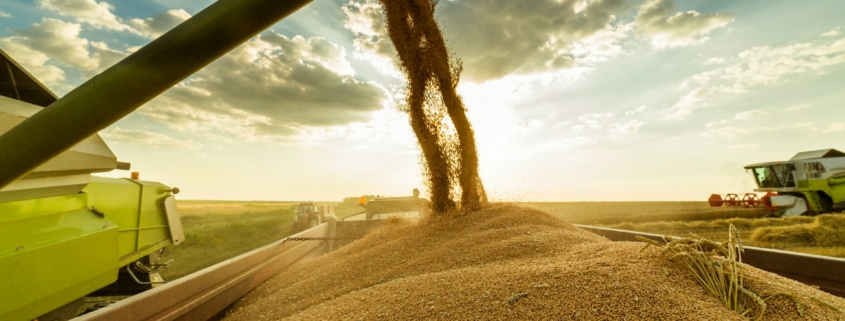 Wheat