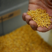 Durum Wheat