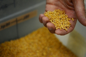 Guide to Buying Durum Wheat in Australia Before Spring Break