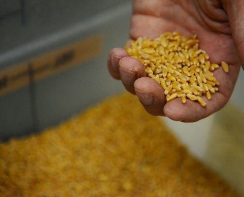 Durum Wheat