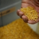 Durum Wheat