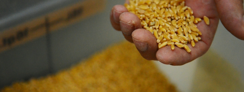 Durum Wheat