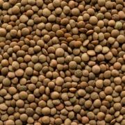 Faba Bean Seeds