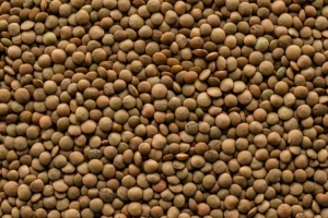 How Faba Bean Seeds Set the Stage for Spring Regrowth