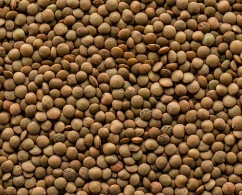 Faba Bean Seeds