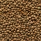 Faba Bean Seeds