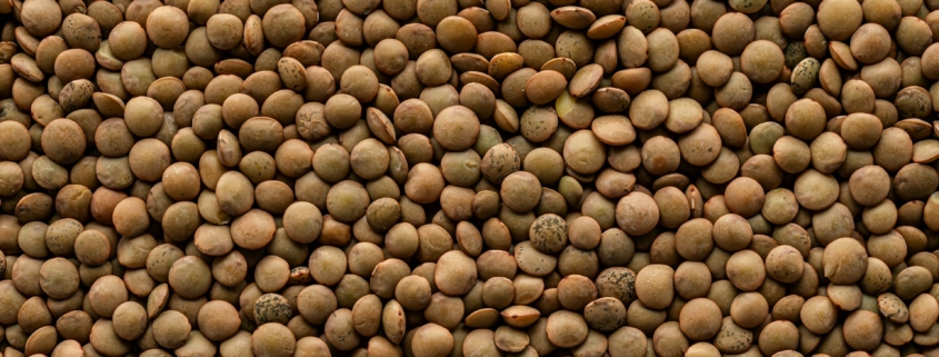Faba Bean Seeds