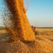Grain Traders