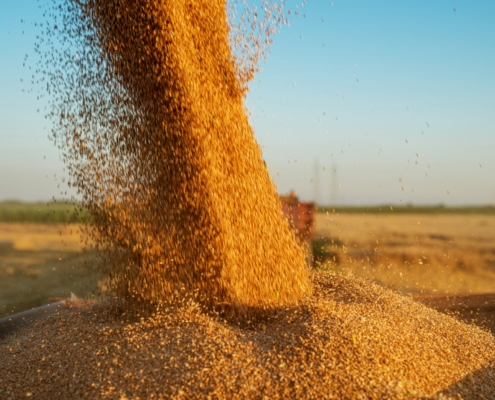 Grain Traders