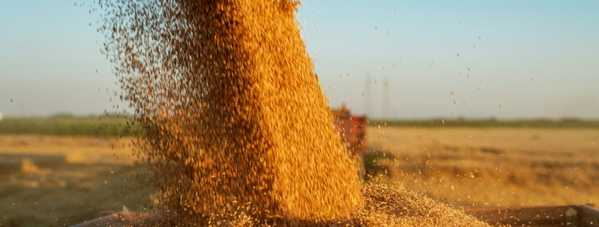 Grain Traders