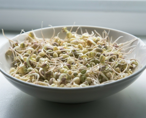 Mung Bean Sprout