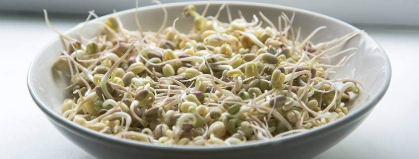 Mung Bean Sprout