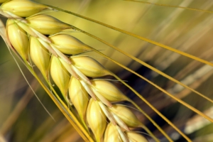 Why Good Barley Seeds Make Spring Planting Easier