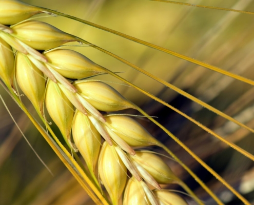 Barley