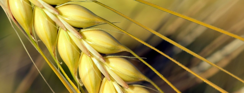 Barley