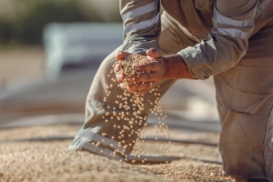The Role of Grain Traders Australia in Spring Farm Planning