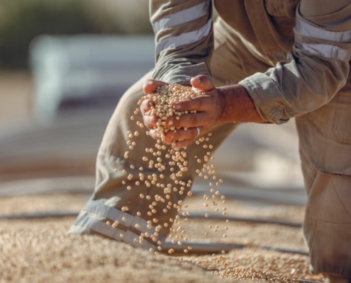 Grain Traders