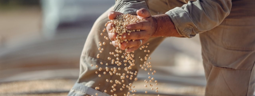 Grain Traders