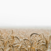 Wheat