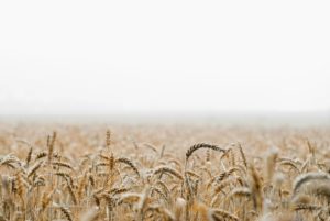 Can Bulk Wheat Still Sprout After Deep Winter?