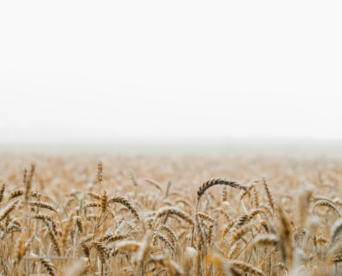Wheat
