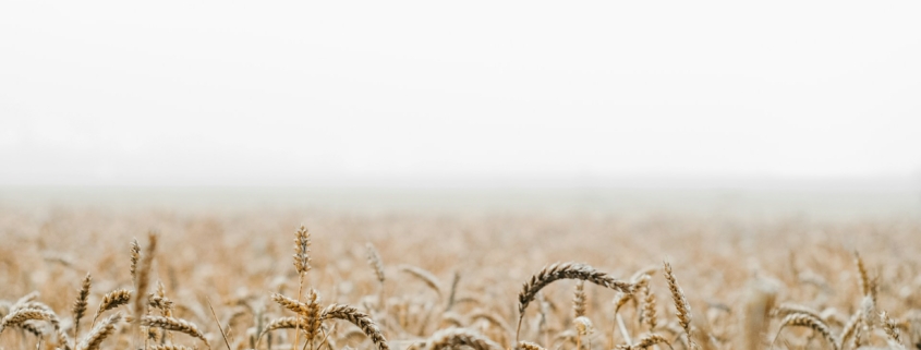 Wheat
