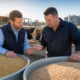 Feed Grain for Sale: Barley Vs Wheat for Spring Rations
