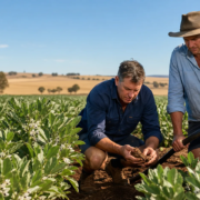 What Faba Beans Need to Thrive in Early Aussie Summers