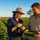 Why Australian Mung Beans Thrive in the October Heat